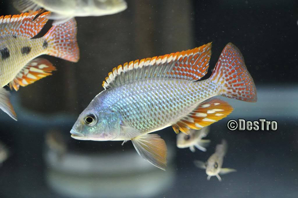 Tramitichromis Intermedius or Lethrinop sp. green Cichlid Fish Forum